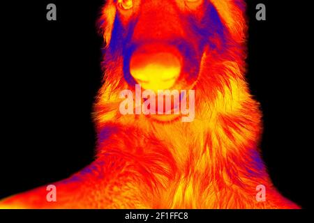 Portraits de chiens. Analyse de la température corporelle de l'animal à l'aide d'une caméra infrarouge Banque D'Images