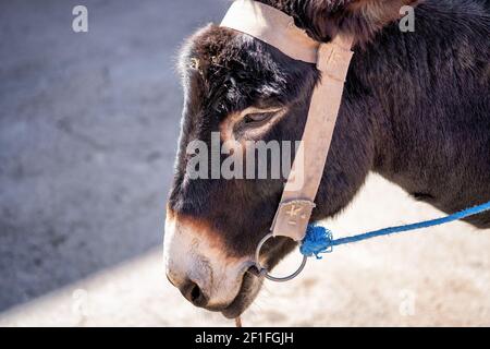 Gros plan d'une mule noire avec bride. Photo parfaite pour les animaux de ferme et de transport. Banque D'Images