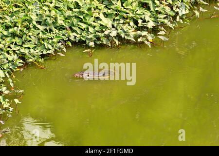 Le moniteur d'eau asiatique, kabaragoya (Varanus salvator komaini - plus sombre), nage dans le lac. Thaïlande Banque D'Images