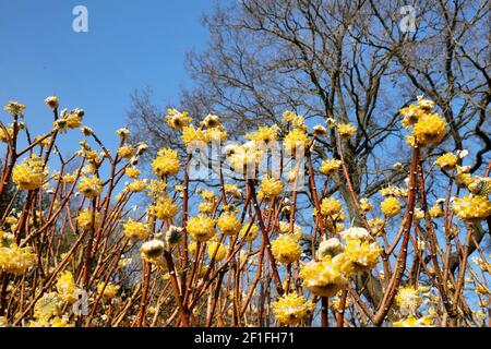 Buisson jaune edgeworthia chrysantha en fleur Banque D'Images