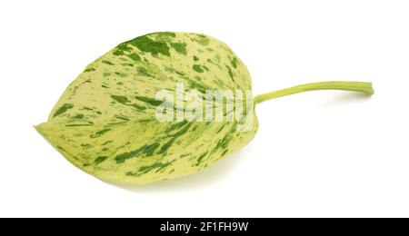 Feuille de Pothos isolée sur fond blanc Banque D'Images