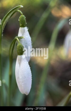 Macrophoto des chutes de neige avec rosée en plein air tôt le matin. Fleurs du premier printemps, lumière du soleil. Banque D'Images