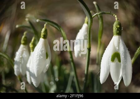 Macrophoto des chutes de neige avec rosée en plein air tôt le matin. Fleurs du premier printemps, lumière du soleil. Banque D'Images