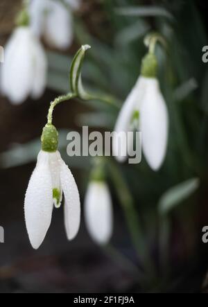 Macrophoto des chutes de neige avec rosée en plein air tôt le matin. Fleurs du premier printemps, lumière du soleil. Banque D'Images