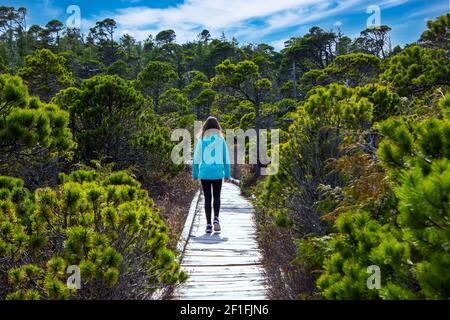 Une personne marchant sur une promenade en bois au Bog Sentier le long des pins côtiers du Pacific Rim National Stationnement Banque D'Images