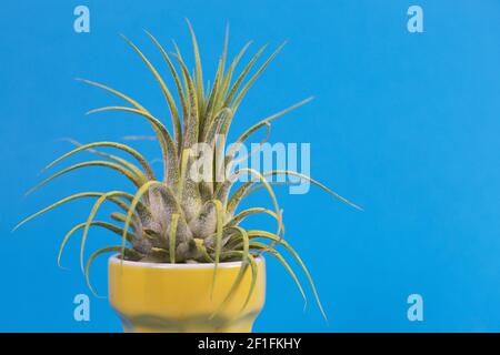 Usine d'air de Tillandsia dans une tasse jaune. Banque D'Images