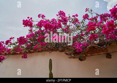 De belles fleurs colorées dans une petite allée historique avec pierre de pierre de pierre de pierre de pierre de pierre de pierre de pierre de pierre de pierre de pierre de pierre de pierre de pierre de pierre de pierre dans la ville coloniale historique de Barichara en Colombie, un populaire Banque D'Images