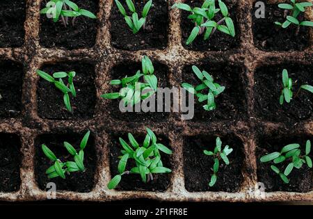 Jeunes pousses de tomate vert vif dans des pots de tourbe écologiques, le concept de cultiver votre propre nourriture à la maison, vue de dessus Banque D'Images