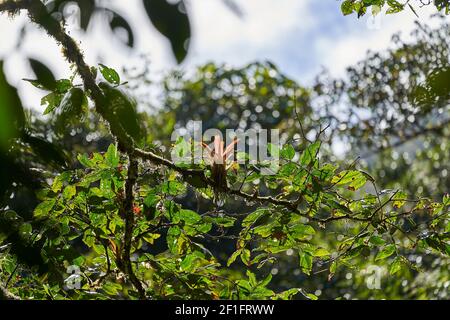 Bromélie rouge, genre type de la famille des Bromeliaceae, sous-famille des Bromelioideae, poussant sur un arbre tropical dans la forêt tropicale Banque D'Images