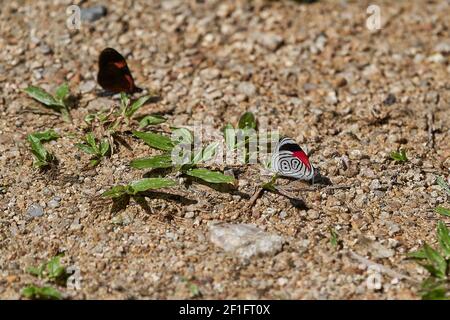 Diaethria anna, également connue sous le nom d'Annas quatre-vingt-huit, est un beau et rare papillon montrant le numéro 88 sur ses ailes, Gocta cascades, Pérou, Sud Banque D'Images