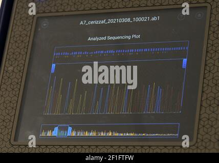 Varese, Italie. 08 mars 2021. Varese, Italie ASST Sette Laghi procédure de recherche dans le laboratoire de microbiologie dirigé par le professeur Fabrizio Maggi et son équipe lors de la reconstruction du nouveau génome du virus avec le séquençage de l'instrument entier de la protéine de pointe, la partie du COV-2 du SRAS dans la photo: Moments du processus d'analyse et d'identification des virus crédit : Agence photo indépendante/Alamy Live News Banque D'Images