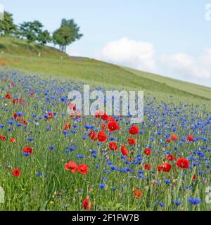 Fleurs sauvages sur le bord du champ en été Banque D'Images