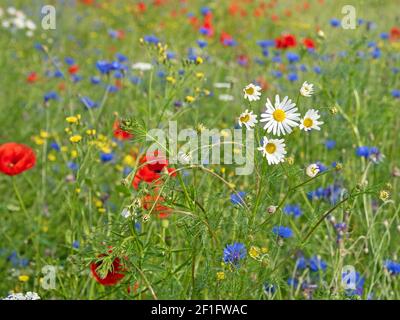 Fleurs sauvages prairie en été Banque D'Images