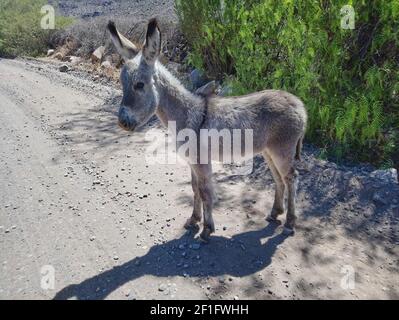 Mignon petit bébé âne foal debout sur une route de gravier au Pérou, en Amérique du Sud Banque D'Images