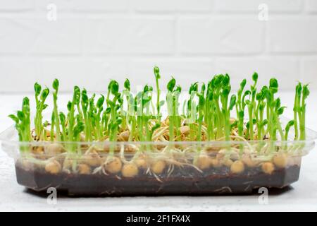 Pousses de pois pour une salade saine. Microgreens de pois verts cultivés dans un récipient. Le concept de la bonne nourriture végétalienne. Banque D'Images