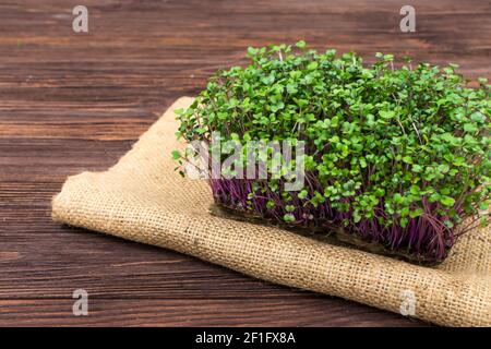 Microgreens de chou rouge cultivés dans un récipient à la maison sur un chiffon sur une table en bois. Le concept de la bonne nourriture végétalienne. Banque D'Images