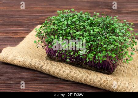 Microgreens de chou rouge cultivés dans un récipient à la maison sur un chiffon sur une table en bois. Le concept de la bonne nourriture végétalienne. Banque D'Images