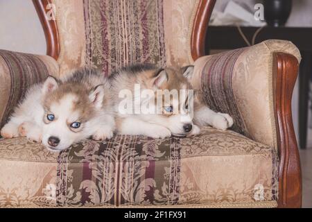 Chiots Husky mignons dormant à la maison.chiot Husky sibérien de cuivre dormant sur chaise.magnifique Husky sibérien.chiens de repos et de jeu. Peu transporté Banque D'Images