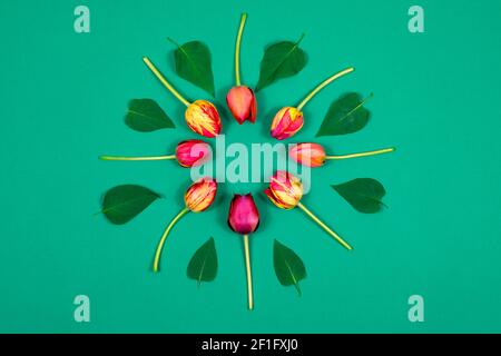 Tulipes rouges sur fond vert sous forme de cercle. Vue de dessus. Vide pour une carte postale. Fête des mères, Saint-Valentin, anniversaire Banque D'Images