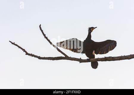 Wien, Vienne: Bains de soleil sur le grand cormoran (Phalacrocorax carbo) à l'arbre de l'île Donauinsel en 22. Donaustadt, Wien, Autriche Banque D'Images