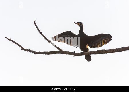 Wien, Vienne: Bains de soleil sur le grand cormoran (Phalacrocorax carbo) à l'arbre de l'île Donauinsel en 22. Donaustadt, Wien, Autriche Banque D'Images