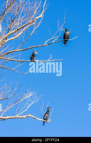 Wien, Vienne: Bains de soleil sur le grand cormoran (Phalacrocorax carbo) à l'arbre de l'île Donauinsel en 22. Donaustadt, Wien, Autriche Banque D'Images