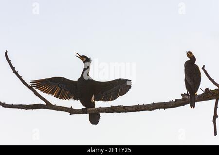 Wien, Vienne: Bains de soleil sur le grand cormoran (Phalacrocorax carbo) à l'arbre de l'île Donauinsel en 22. Donaustadt, Wien, Autriche Banque D'Images