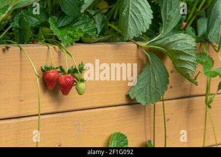 Fraises rouges mûres prêtes à être cueillies sur le lit de jardin surélevé Banque D'Images