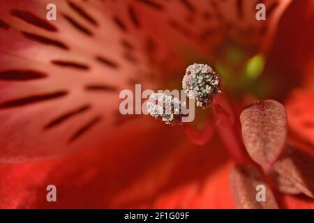 Macro photographie du centre d'une fleur rouge. Banque D'Images