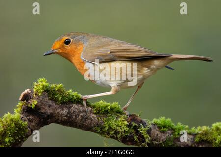 Robin européenne perchée sur une branche couverte de mousse/lichen. Banque D'Images