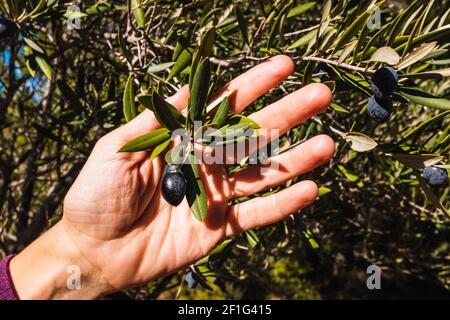 Une femme tient dans sa main une brindille d'olive avec ses fruits, olives noires méditerranéennes. Banque D'Images