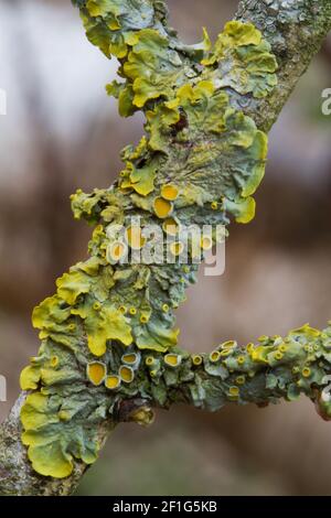 Gros plan de lichen orange commun croissant sur une branche de Hawthorn Banque D'Images