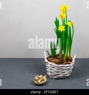 Jonquilles jaunes avec des bulbes dans une grande casserole avec des oeufs pour Pâques sur le fond d'un mur gris. Place pour une inscription. Banque D'Images