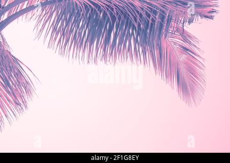Feuilles de palmier lilas sur fond rose. Place pour le texte, le modèle, la carte postale. Tourisme et spa. Banque D'Images