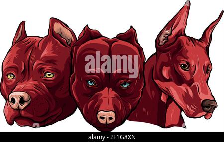 Têtes de chiens Pitbull dobermann bulldog vector Illustration de Vecteur