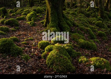 Forêt boisée moussue Irlande avec des arbres et des pierres couverts de mousse dans le parc national de Killarney, comté de Kerry, Irlande Banque D'Images