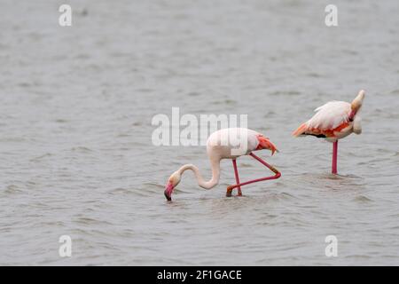 Vue rapprochée des flamants roses dans les salines De San Pedro del Pinatar à Murcia Banque D'Images