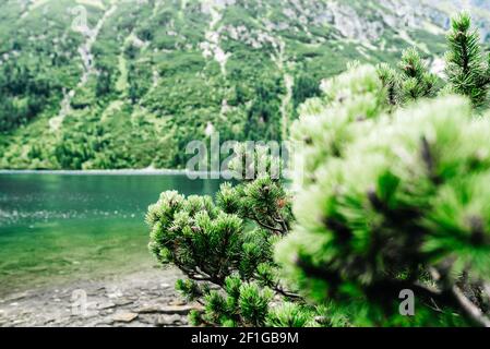 Vue sur le lac alpin en été Banque D'Images