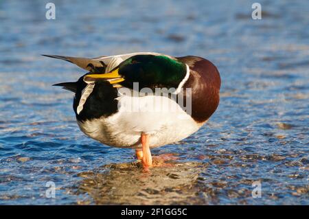 Magnifique drake mâle canard colvert nettoyant ses plumes en position debout Dans les eaux peu profondes du lac de Lugano au coucher du soleil En Suisse Banque D'Images