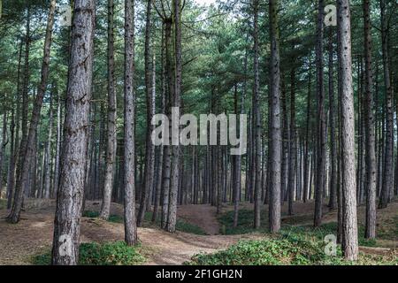 Un sentier mène au-dessus des collines et descend les creux à travers les pins de Formby sur la côte de Merseyside, entouré de grands arbres. Banque D'Images