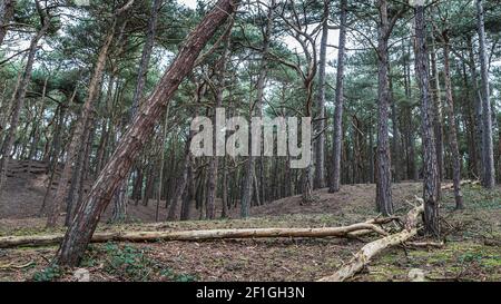 Deux arbres tombés mènent les yeux dans le paysage typique de la forêt de Formby à Merseyside. Banque D'Images