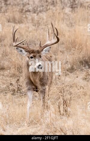Cerf; cerf de Virginie; faune; mammifères; Montana Banque D'Images
