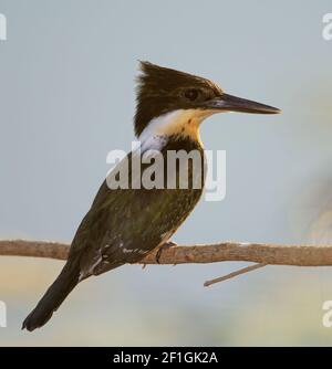 Amazon kingfisher (Chloroceryle amazona) perchée sur une branche sur fond bleu pâle Banque D'Images