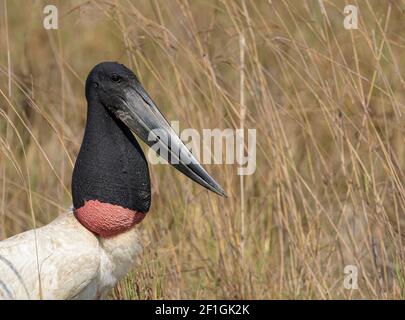 Portrait d'un Jabiru (Jabiru mycteria) Stork dans le Pantanal au Brésil Banque D'Images