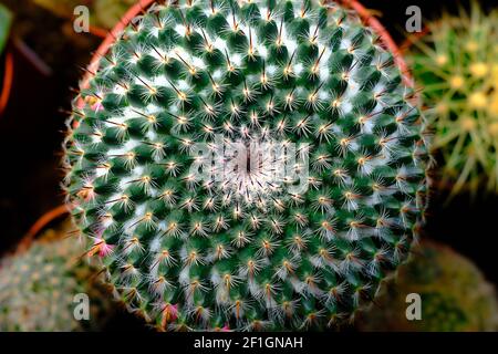 Des épines et des patrons en spirale dans une plante succulente de cactus Banque D'Images