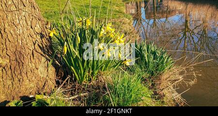 Des jonquilles en fleurs le long du bord de l'eau lors d'une journée ensoleillée au printemps Banque D'Images