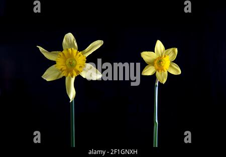 Affodils sur fond sombre Banque D'Images