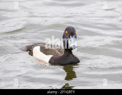 Femelle de canard touffeté (Aythya fuligula) sur le Loch de Linlithgow, Lothian occidental, Écosse. Banque D'Images