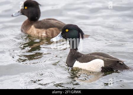 Canard touffeté mâle et femelle (Aythya fuligula) sur le Loch Linlithgow, Lothian occidental, Écosse. Banque D'Images