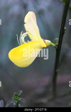 Cytisus Cytisus scovarius Broom – fleurs de type pois jaunes sur de grandes tiges vertes, mars, Angleterre, Royaume-Uni Banque D'Images
